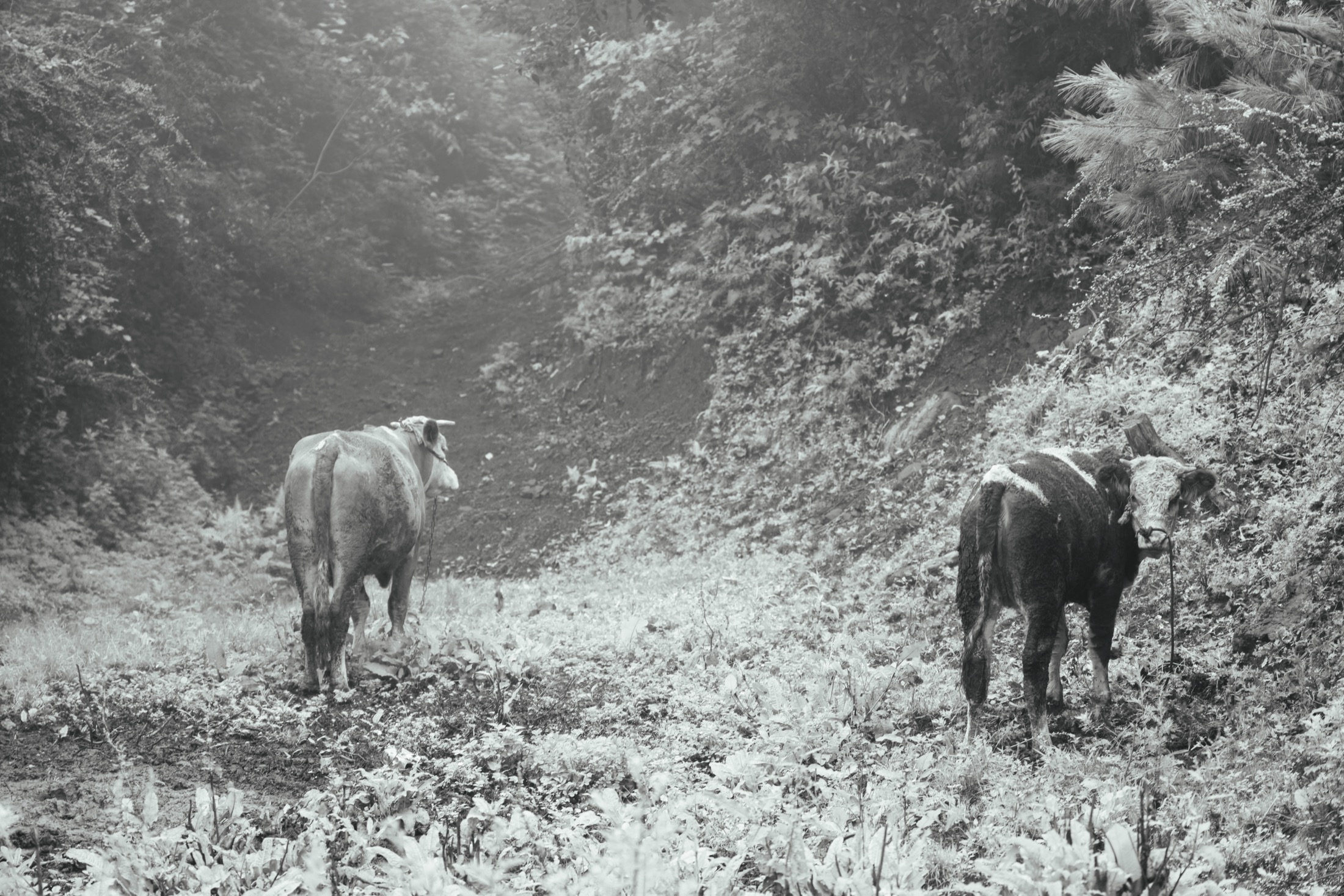 Yi cultural tradition in Liangshan